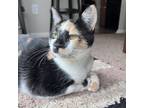 Adopt Tulip a Domestic Short Hair