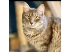 Adopt Heather @PAWZ pet cafe a Domestic Medium Hair, Maine Coon
