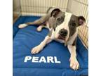 Dog for adoption - Pearl, an American Staffordshire Terrier