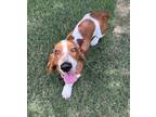 Dog for adoption - Copper, a Basset Hound