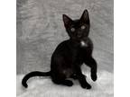 Adopt Jasmine a Domestic Short Hair