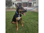 Adopt Charlie Sparks a German Shepherd Dog