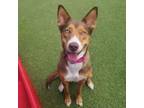 Adopt Bambi a Husky, Cattle Dog