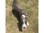 Adopt Jenny a Catahoula Leopard Dog, Mixed Breed