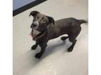Adopt Mini a Labrador Retriever, Border Collie