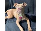 Adopt Figgy a Boxer, Mixed Breed
