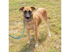 Adopt Biscuit a Black Mouth Cur, Mixed Breed