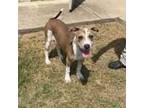 Adopt Jezzie a Catahoula Leopard Dog, Mixed Breed