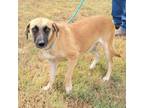 Adopt Gravy a Black Mouth Cur, Mixed Breed