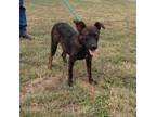 Adopt Fergie a Australian Kelpie, Mixed Breed