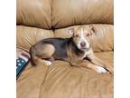 Adopt Hazley a Rat Terrier, Mixed Breed
