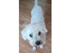 Dog for adoption - Manny, a Bichon Frise Mix