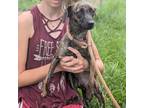 Adopt Birdie a Dachshund, Mixed Breed
