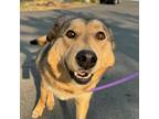 Dog for adoption - Lady, a German Shepherd Dog