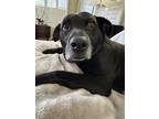 Adopt Millie a Labrador Retriever, Mixed Breed