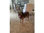 Adopt Lily a Shepherd, Collie