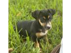 Adopt Brigitta a Dachshund, Mixed Breed