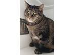 Adopt Cori a Domestic Short Hair