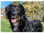 Adopt 0456 Gem AKA Gemma a Australian Shepherd