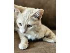 Adopt Tiana a Domestic Short Hair