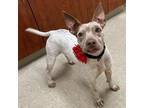 Dog for adoption - Mambo A0056363924, an Australian Cattle Dog / Blue Heeler &