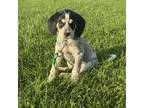 Adopt Jersey a Bloodhound