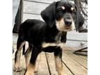 Adopt Florida a Bloodhound