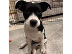 Adopt Sammy a Pit Bull Terrier
