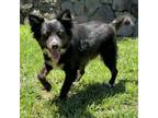 Adopt Pasta (COH-A-10354) a Mixed Breed
