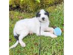 Adopt Luna a Mixed Breed