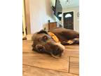 Dog for adoption - Winnie, a Great Dane