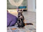 Adopt Rosalina a American Shorthair