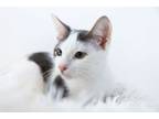 Adopt Big Purr a American Shorthair