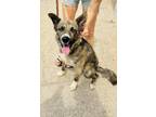 Dog for adoption - Stetson, a Husky Mix