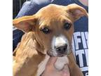 Adopt Adrian (Jody) a Australian Cattle Dog / Blue Heeler