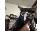 Adopt Calica a Domestic Short Hair