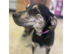 Adopt Rolly a Mixed Breed
