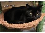 Adopt Baby a Domestic Short Hair