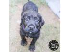Adopt Baby Kaylor a Airedale Terrier, Poodle