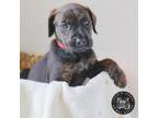 Adopt Baby Serena a Airedale Terrier, Poodle