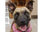 Adopt Lilo a Black Mouth Cur, Terrier