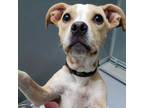 Adopt Cera a American Staffordshire Terrier, Mixed Breed