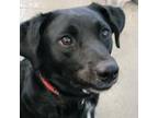 Adopt Jelly a Black Labrador Retriever, Cardigan Welsh Corgi