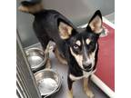Adopt Ducky a Australian Kelpie, Husky
