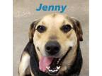 Adopt Jenny a German Shepherd Dog, Black Labrador Retriever