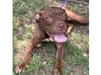 Adopt Hope a Pit Bull Terrier