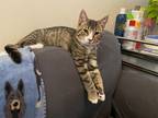 Adopt Marcus a Tabby