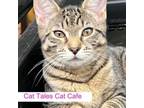 Adopt Jaguar a Domestic Short Hair