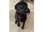 Adopt Rabbit/Bella a Husky, Labrador Retriever
