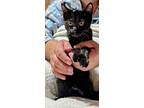 Amaia & Logan (siblings), Calico For Adoption In Pena Blanca, New Mexico